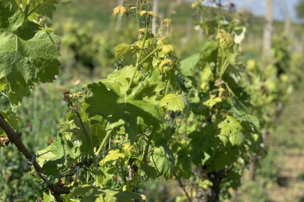 Vinmarker Poderi Rosso Giovanni